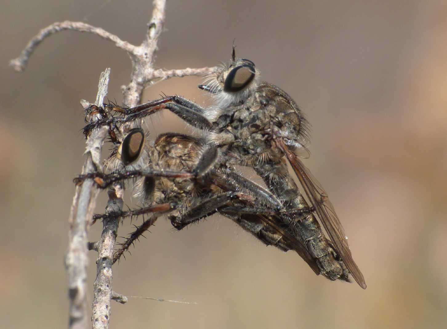 Asilidae con prede